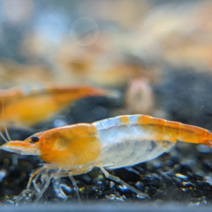 Temp image of our Orange Rili Shrimp